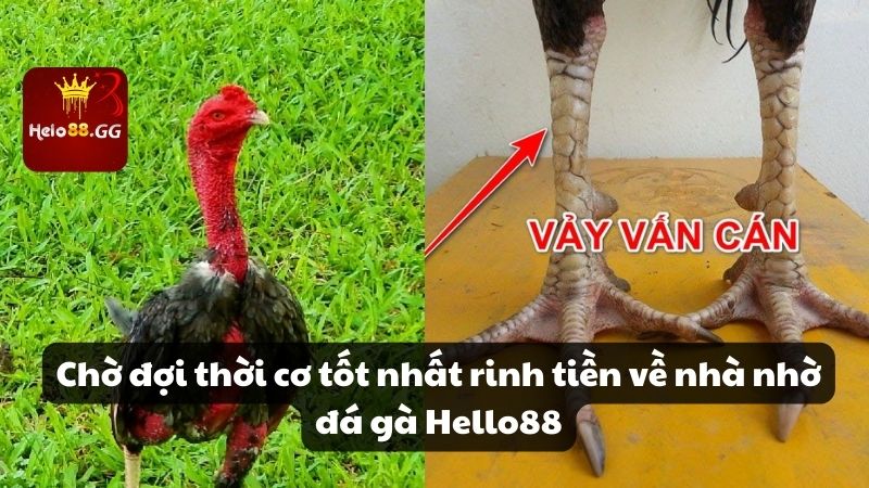 Nắm bắt luật chơi và tỷ lệ cược từng loại đá gà Hello88 