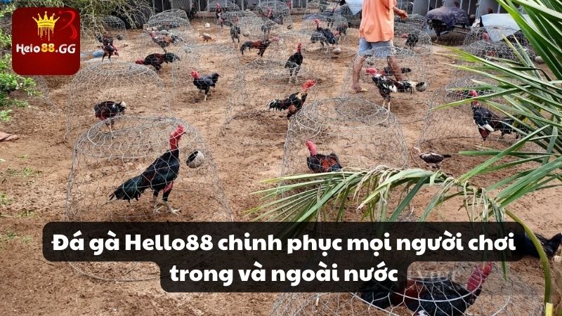 Đá gà Hello88 chinh phục mọi người chơi trong và ngoài nước