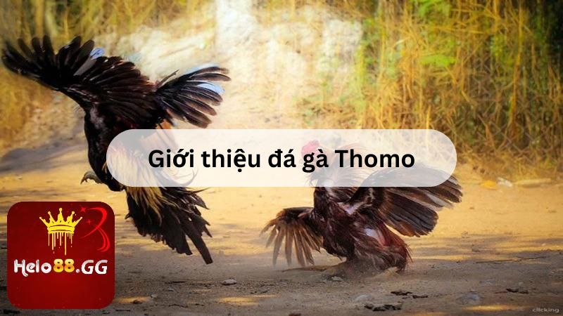 Giới thiệu đá gà Thomo