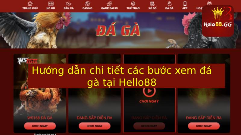 Hướng dẫn chi tiết các bước xem đá gà tại Hello88