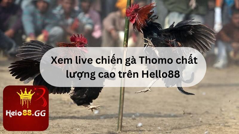 Xem live chiến gà Thomo chất lượng cao trên Hello88 