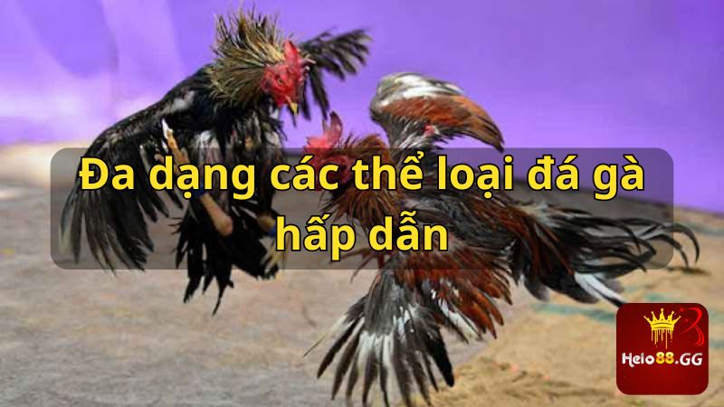 Đa dạng các thể loại đá gà hấp dẫn