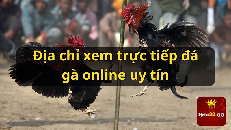 Địa chỉ xem trực tiếp đá gà online uy tín