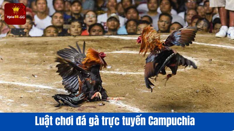 Luật chơi đá gà trực tuyến Campuchia 